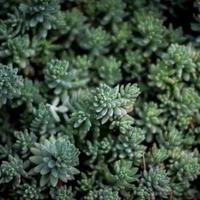 极速赛车